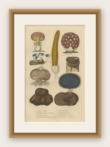 Illustrated Fungi from 'Dictionnaire Classique des Sciences Naturelles, 1845, shown framed