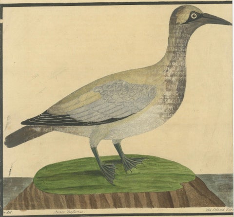 Antique Hand-Colored Engraving of The Island Goose by Eleazar Albin, circa 1730, close-up 1