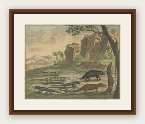 Colored Antique Print of a Cuscus, Lippano and other Animals, shown framed
