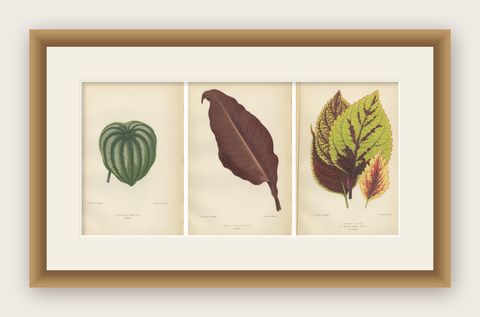 Heritage Botanicals: A Triptych of 1880 Parisian Flora, shown framed