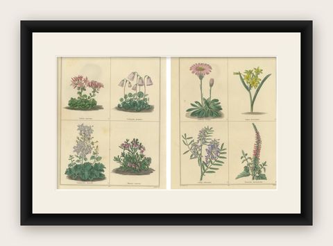 Pair of Victorian Botanical Flower Prints by B. Maund, London circa 1836, shown framed