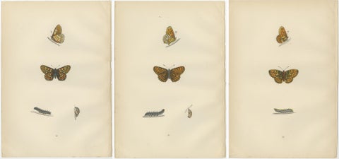 Winged Elegance: A Fritillary Collection from Morris's 1890 British Butterflies, view 5