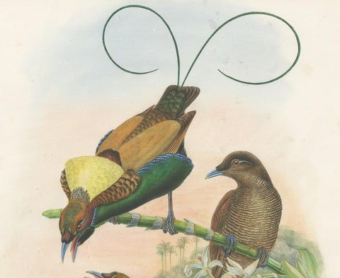 Antique Bird Print of the Magificant Bird of Paradise by Gould, circa 1850, view 3