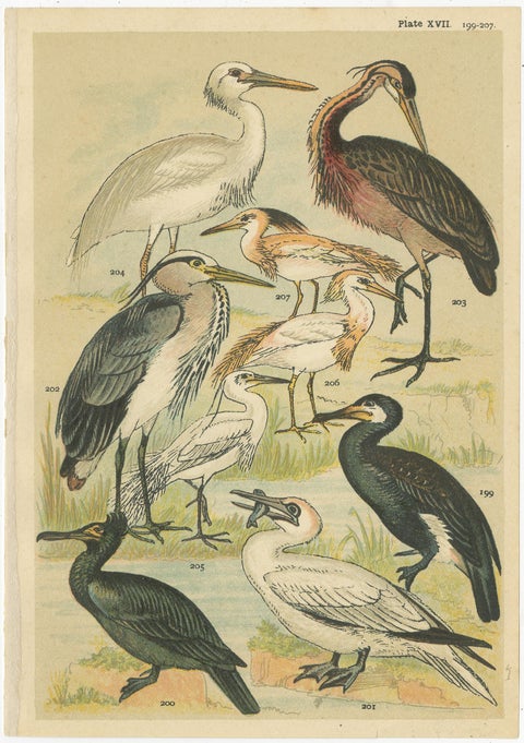 Set of 6 Antique Prints of various Waterfowl and Wading Birds by Gordon 'c.1900', view 3