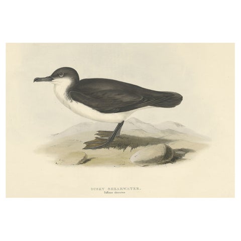 Dusky Shearwater, Antique Bird Lithograph by John Gould, c.1832