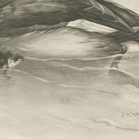 Merganser and Young, Antique Bird Print after Lilian Medland, circa 1909, close-up 3