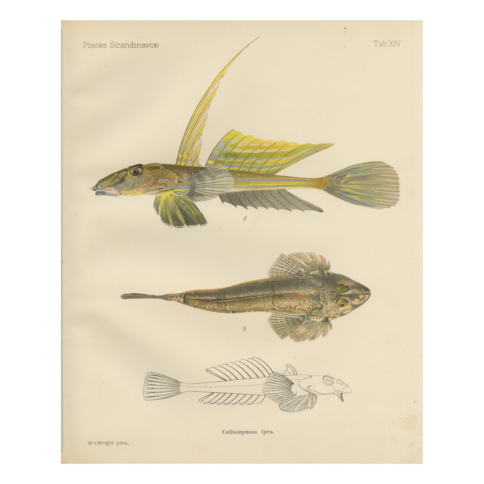 Common Dragonet - Graceful Hand-Coloured Scandinavian Fish Lithograph, 1895