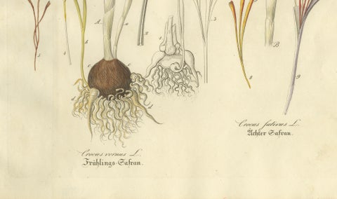 Antique Saffron Botanical Engraving, Crocus Sativus, Hand Colored, c.1831, close-up 4