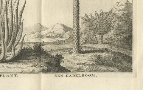 Coffee, Aloe, and Date Trees, Exotic Botanical Engraving, Dutch, c.1730, close-up 1