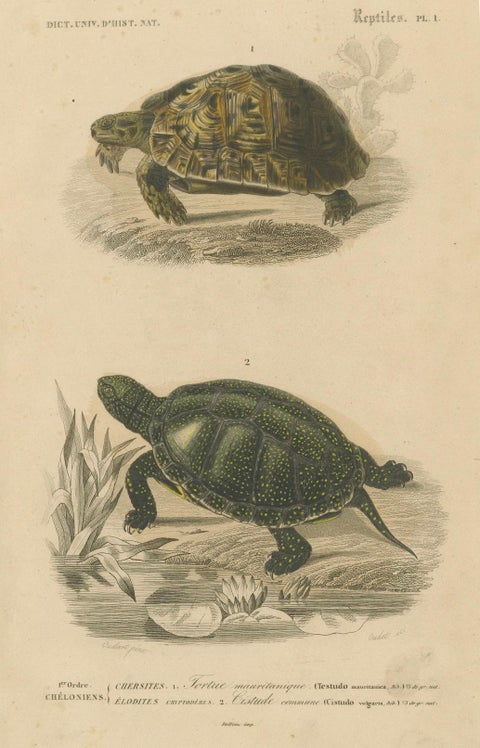 Turtle Print of Moorish Tortoise and European Pond Turtle, c.1850, Orbigny, close-up 4