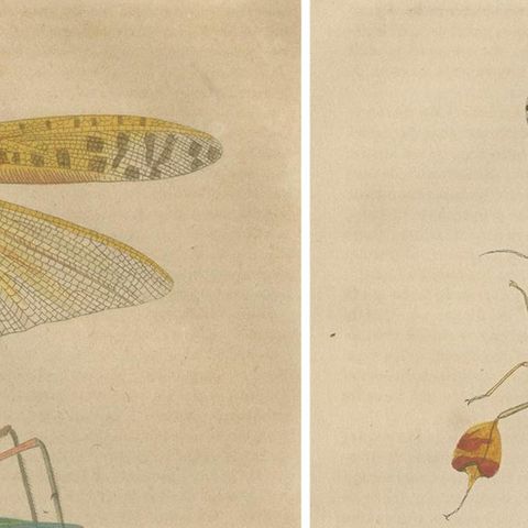 19th-Century Insectarium: A Glimpse into Orthoptera and Varied Insects, close-up 1