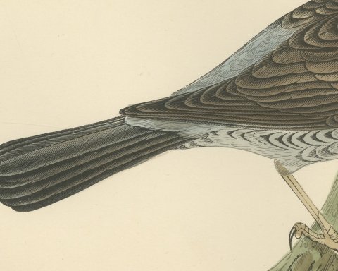 Fieldfare on a Green Stump, Hand Colored Thrush Print, Morris, 1896, close-up 2