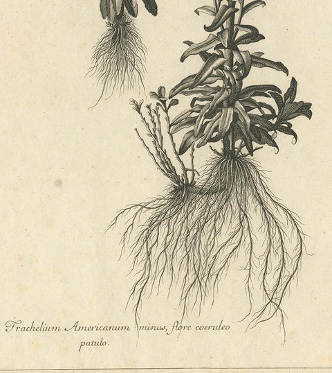 Antique Botany Print of Campanula Americana by Dodart 'circa 1680', view 4