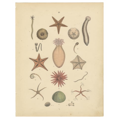 Echinoderms Print: Starfish, Sea Urchins, Brittle Stars, Sea Cucumbers, 1867