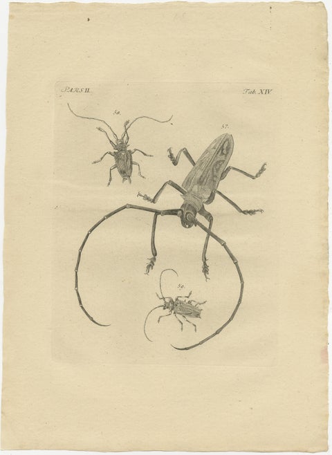 Set of 2 Antique Prints of Various Beetles, view 2