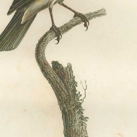 The Black-Whiskered Vireo, An 1807 Large Hand-Colored Ornithological Print, close-up 5