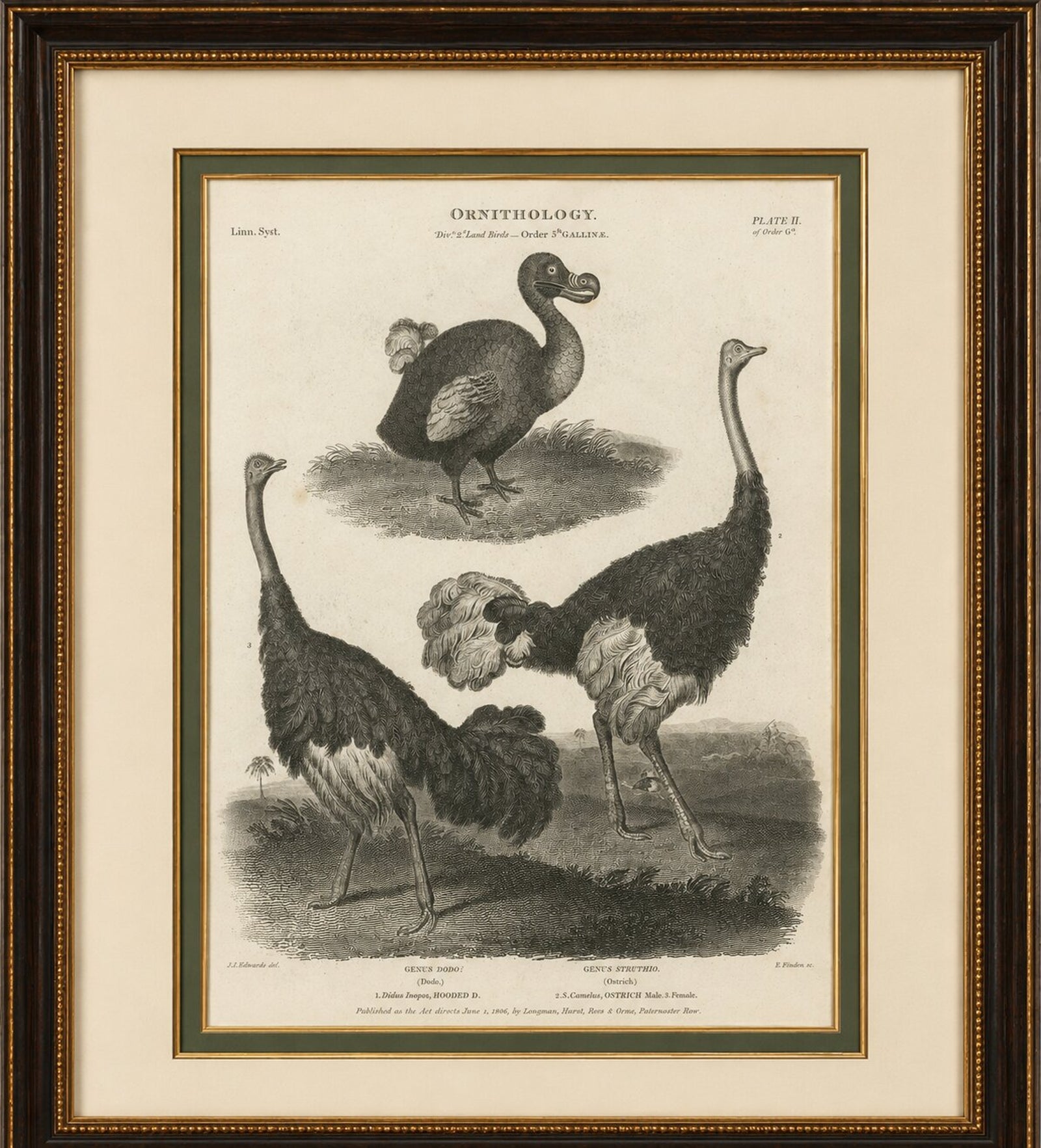 Rare Copperplate Engraving of the Extinct Dodo and an Ostrich, 1805
