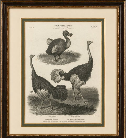 Rare Copperplate Engraving of the Extinct Dodo and an Ostrich, 1805