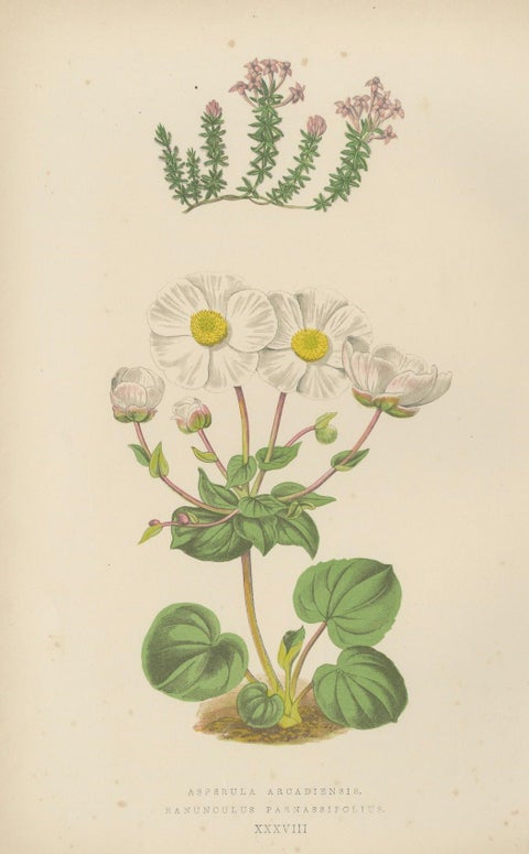 Alpine Botanical Lithograph Pair of Anomatheca and Saxifrage, 1874, close-up 2
