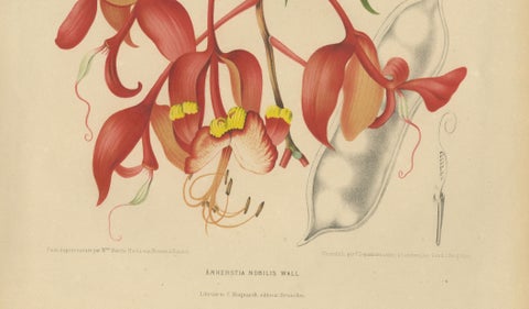 Original Antique Botanical Chromolithograph of Pride of Burma, c. 1880, close-up 2