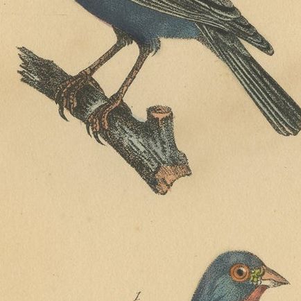 Pl. 55 Antique Bird Print of a Bunting & Bullfinch by Lejeune 'c.1830', close-up 1