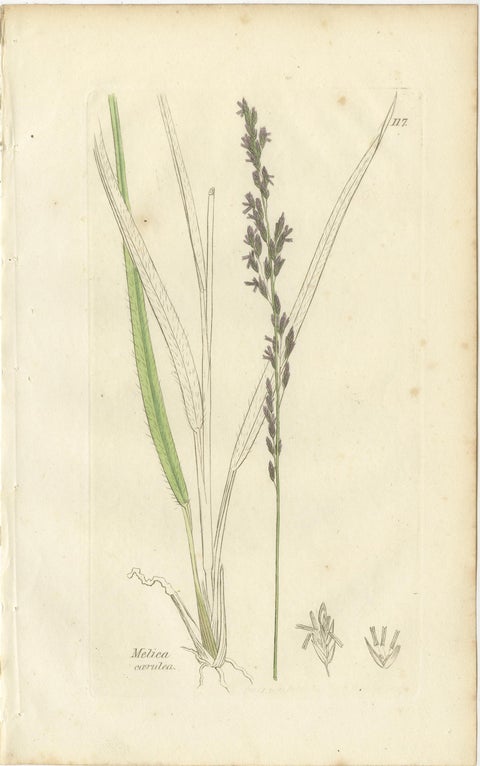 Antique Grasses & Sedges, Hand-Colored Botanical Engravings, c.1830 (Set of 8), view 6