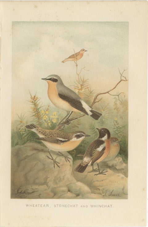 Antique Bird Lithographs Set of 3, Buntings Wheatear Wagtail, 1895, view 4