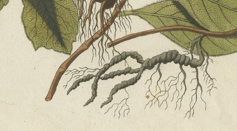 Ipecacuanha and Contrayerva Medicinal Roots, Antique Bertuch Print, circa 1812, close-up 2