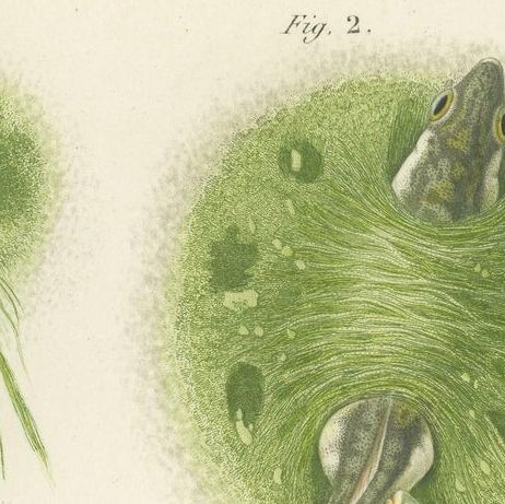 Antique Print of Stickleback Fishes, 1861, close-up 1
