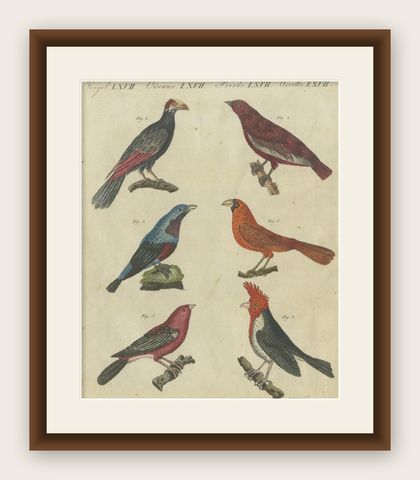 Vibrant 1805 Handcolored Engraving of Tropical Birds from Bertuch's Bilderbuch, shown framed