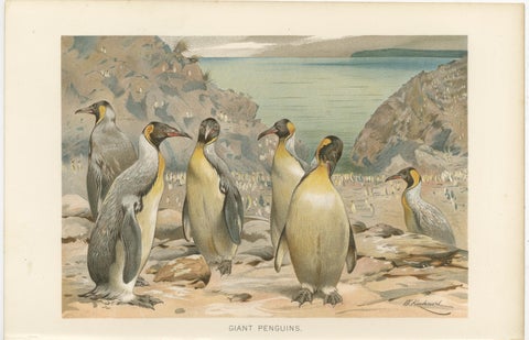Antique Penguin Print Giant Penguins Coastal Scene Chromolithograph c.1895, view 2