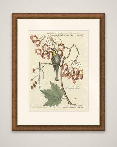 Engraving of The American Tit Bird with Yellow Throat in Old Handcoloring, 1749, shown framed
