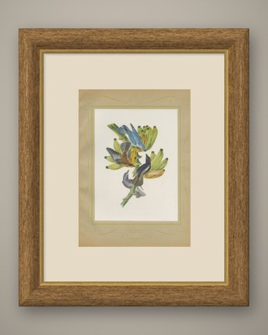 Tanagers on a Banana Plant, Brazilian Bird Print, Descourtilz, 1944, shown framed