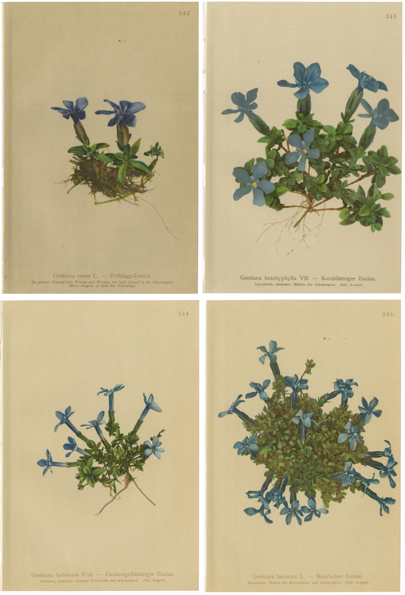 Alpine Gentian Botanical Prints Set of 4, Antique Chromolithographs 1897