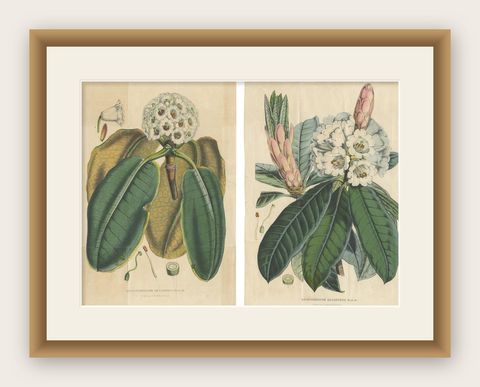 Set of 2 Antique Botany Prints, Rhododendron, by Louis van Houtte, 1849, shown framed