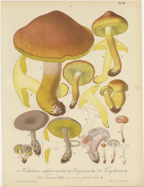Set of 8 Antique Mycology Prints of Various Fungi by Barla, circa 1890, view 2