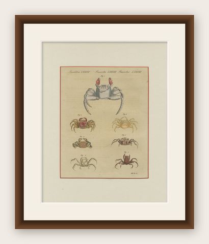 Antique Exotic Crabs & Fiddler Crab Engraving, Bertuch, c. 1813, shown framed