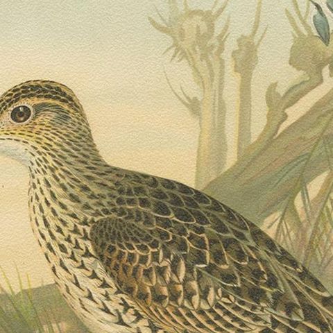 Antique Bird Print of the Upland and Spotted Sandpiper by Naumann, circa 1895, close-up 2