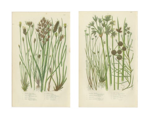 Sea Spleenwort and Green Spleenwort Ferns, Antique Botanical Prints, 1873, view 4