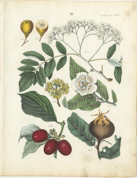 Antique Cherry Botanical Chromolithographs, Set of Four, Calwer 1854, view 5