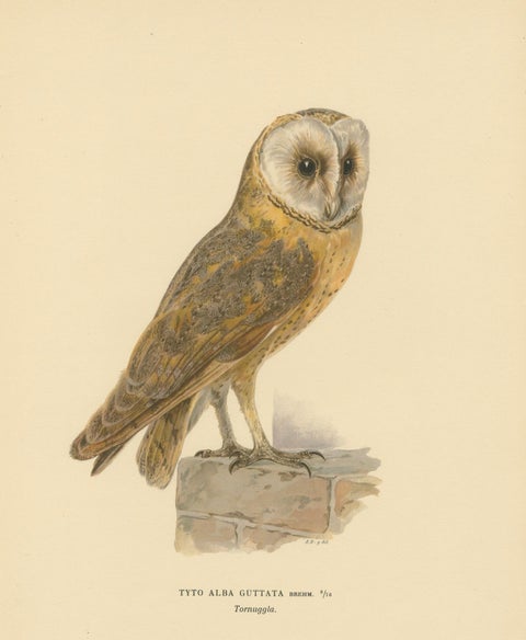Original Hand-colored Barn Owl Lithograph by M. von Wright, 1927, close-up 3