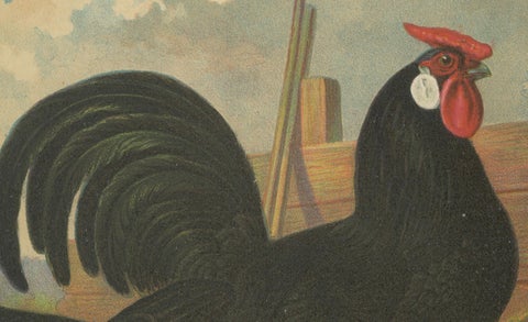 The Sleek Black Hamburg Chicken - A Rare 19th Century Poultry Lithograph, close-up 3