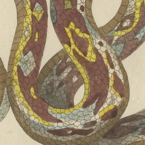 Two Patterned Snakes in Coils, Antique Bertuch Print, Vienna, circa 1805, close-up 3