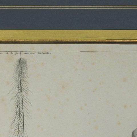 Antique Print of a Cassowary Bird by Miger 'c.1808', close-up 1