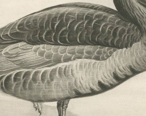 White-fronted Goose Standing in Shallow Water after Lilian Medland, c. 1909, close-up 2