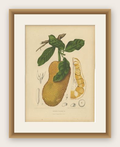 Original Antique Jackfruit Botanical Chromolithograph by Hoola van Nooten, 1880, shown framed