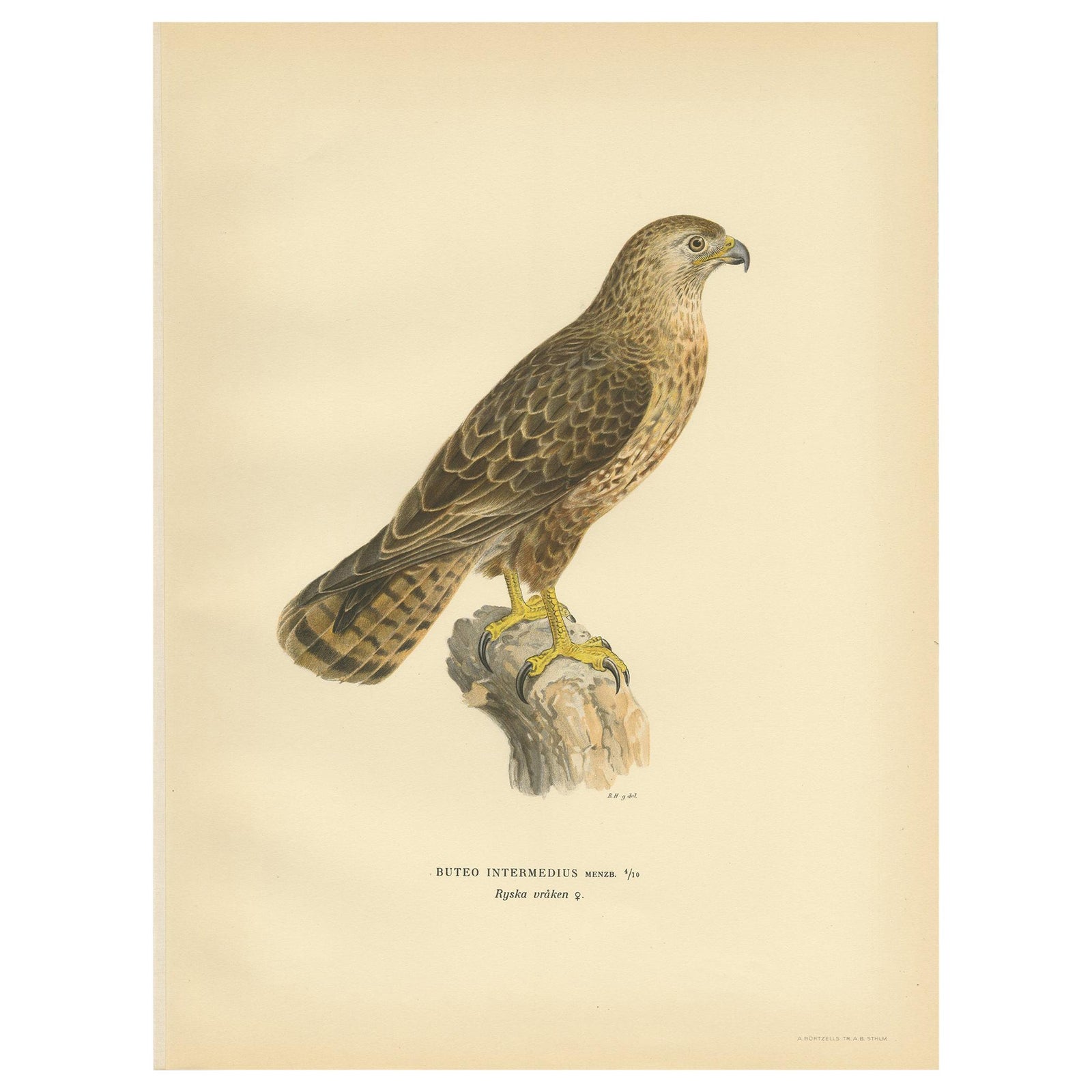 Antique Bird Print of a Female Buzzard by Von Wright, '1929'