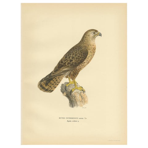 Antique Bird Print of a Female Buzzard by Von Wright, '1929'