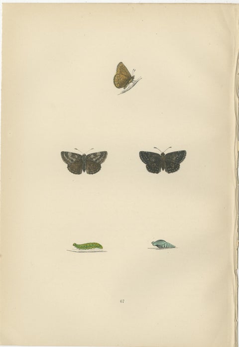 Swift Shadows and Gilded Wings: The Art of Morris's Skippers from Britain, 1890, view 2