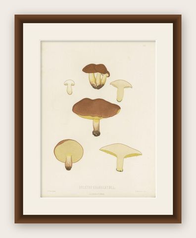 Antique Mycology Print of the Suillus Granulatus by Fries, c.1860, shown framed